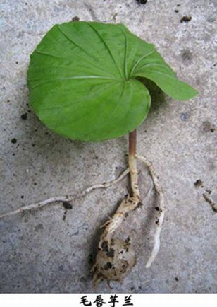 毛唇芋兰