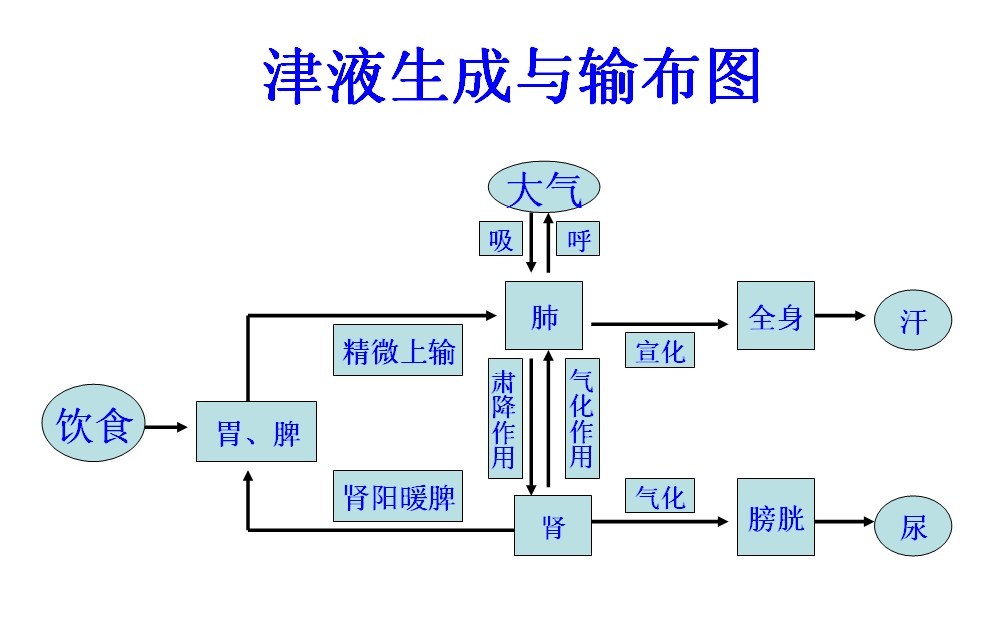 津液的生成与输布图