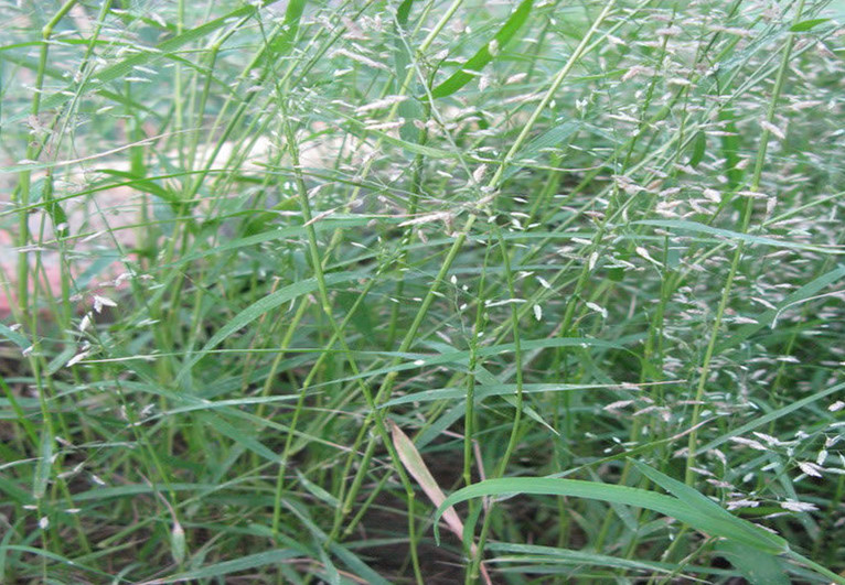 画眉草