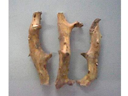 穿山龙1
