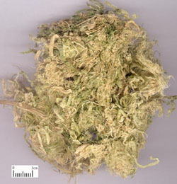 姜竹茹2