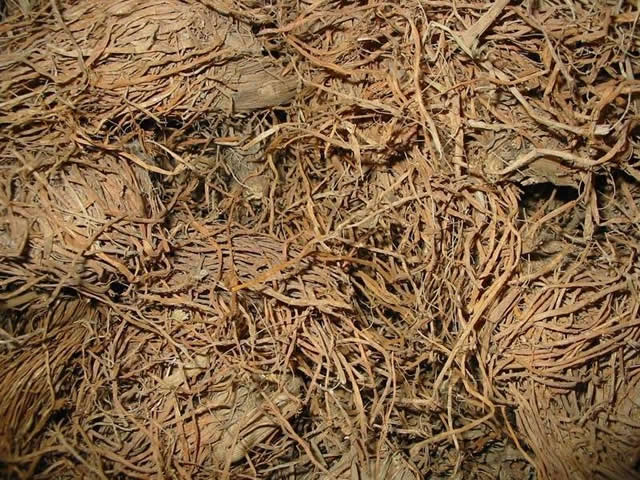 糯稻根