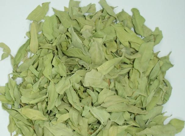 罗布麻叶鲜品