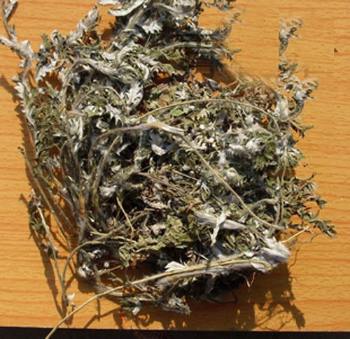 翻白草2