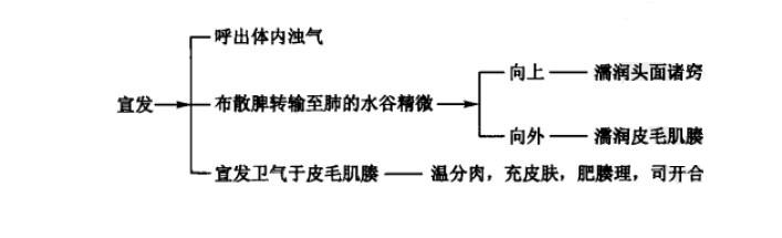 肺主宣发