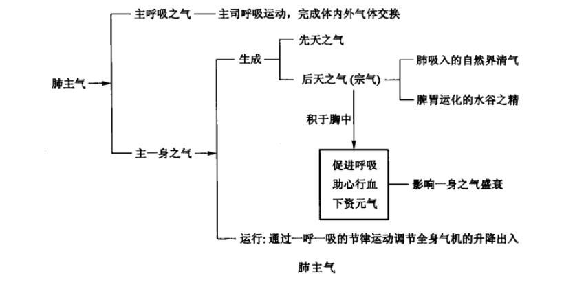 肺主气示意图