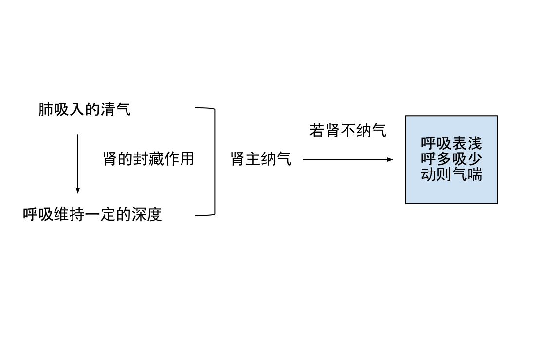肾主纳气示意图