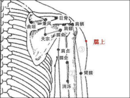 臑上