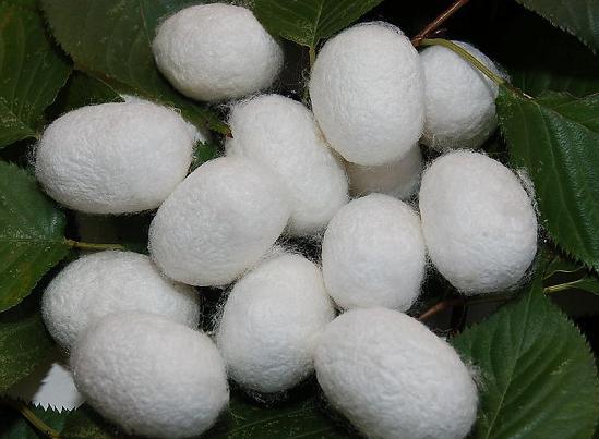 蚕茧壳