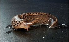 蛞蝓