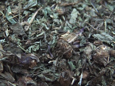 车前草1