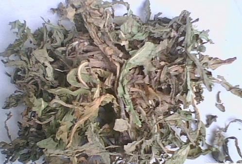 车前草2