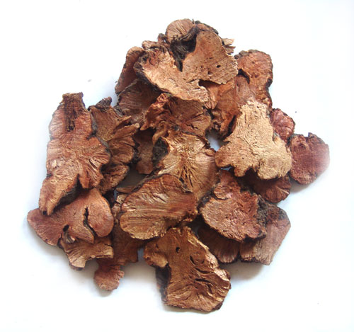 金荞麦1