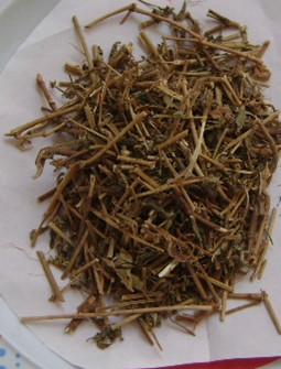 飞扬草2