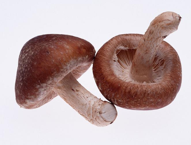 香菇