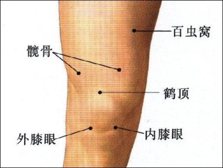 髋骨