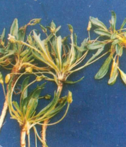 高山辣根菜