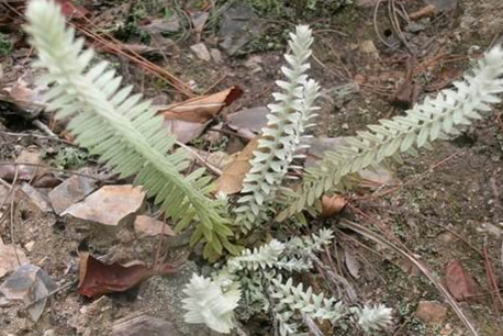 鹿茸草